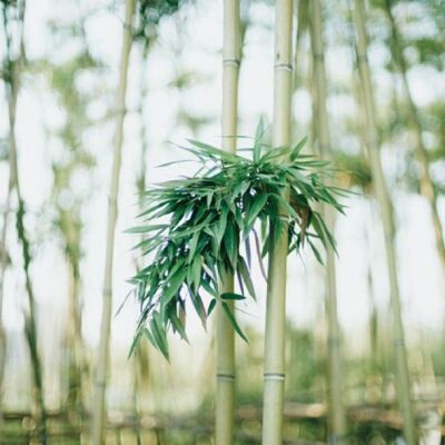 2025最新好看唯美花草风景头像图片大全