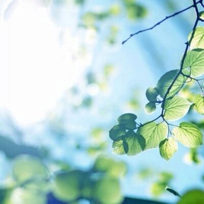 2025最新好看唯美花草风景头像图片大全