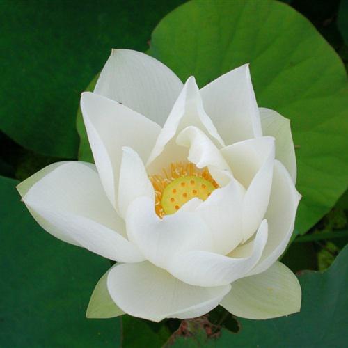 美丽的荷花微信头像