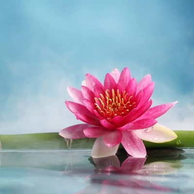 漂亮微信头像风景意境花朵高清图片