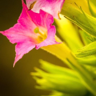 漂亮微信头像风景意境花朵高清图片