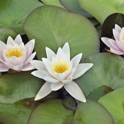 自带好运的花头像