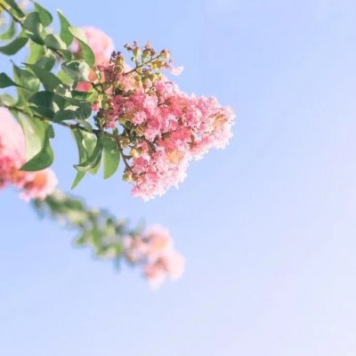 漂亮微信头像风景意境花朵高清图片