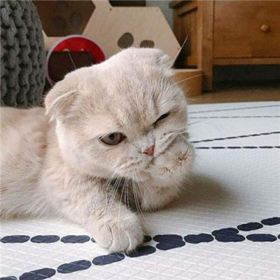 真实招财猫咪头像