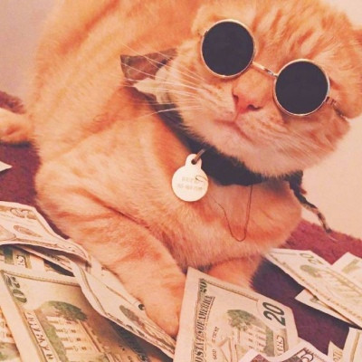 真实招财猫咪头像