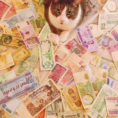真实招财猫咪头像