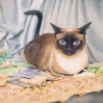 真实招财猫咪头像