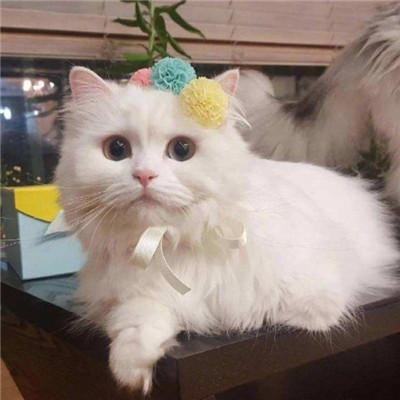 真实招财猫咪头像