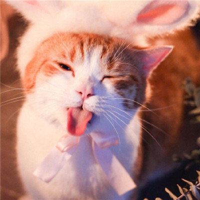 真实招财猫咪头像