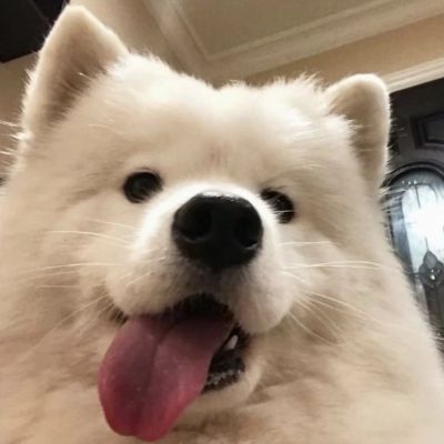 可爱萌宠的头像微信唯美图片