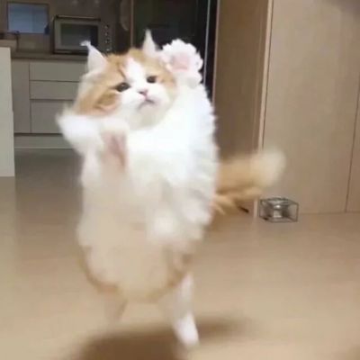 可爱萌宠的头像微信唯美图片