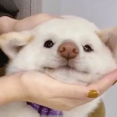 可爱萌宠的头像微信唯美图片