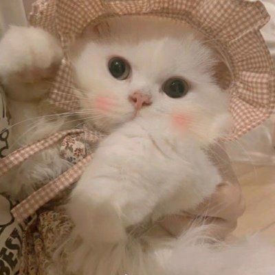头像可爱的猫咪女生图片