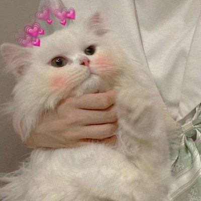 头像可爱的猫咪女生图片