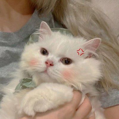 头像可爱的猫咪女生图片