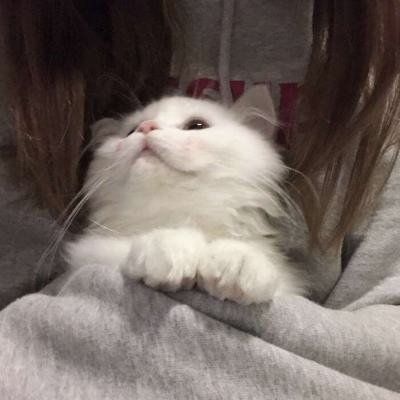 头像可爱的猫咪女生图片