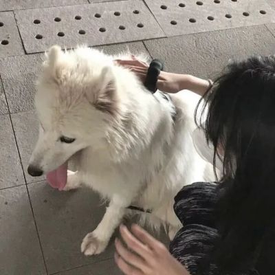 女头抱宠物
