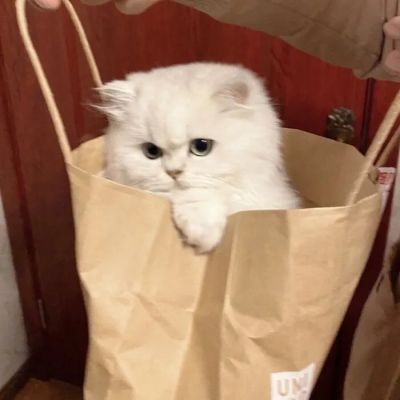 小猫难过神情的头像图片