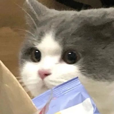 小猫难过神情的头像图片