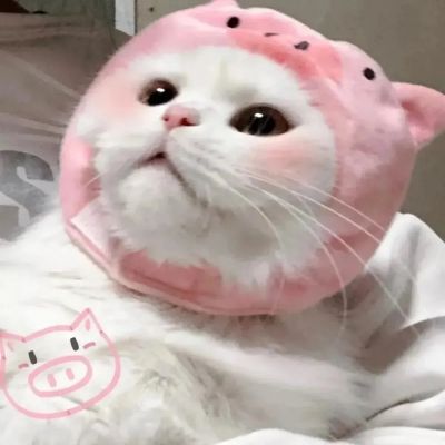 小猫难过神情的头像图片