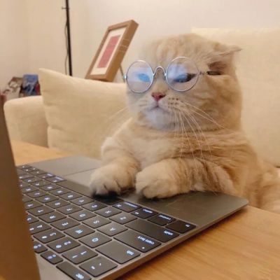 小猫难过神情的头像图片