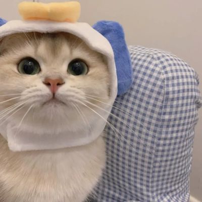 小猫难过神情的头像图片