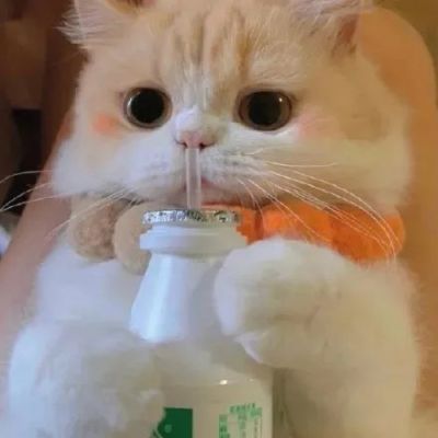小猫难过神情的头像图片