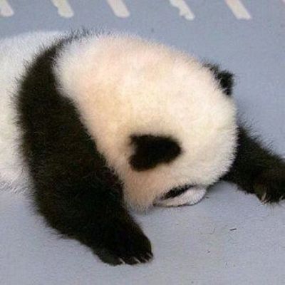 小动物头像图片可爱呆萌