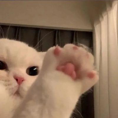 小猫难过神情的头像图片