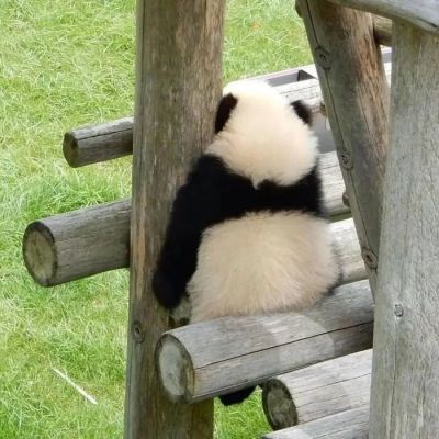 小动物头像图片可爱呆萌