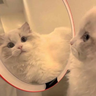 2026最新萌宠情头一对两张