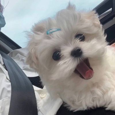 超萌可爱狗狗头像