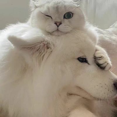 2026最新萌宠情头一对两张