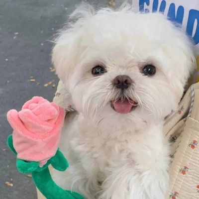 超萌可爱狗狗头像