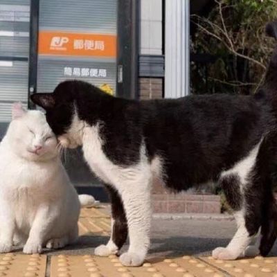 2026最新萌宠情头一对两张