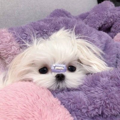 超萌可爱狗狗头像