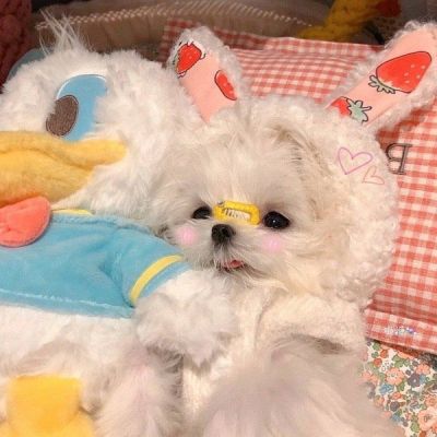 超萌可爱狗狗头像