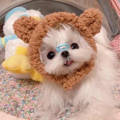 超萌可爱狗狗头像