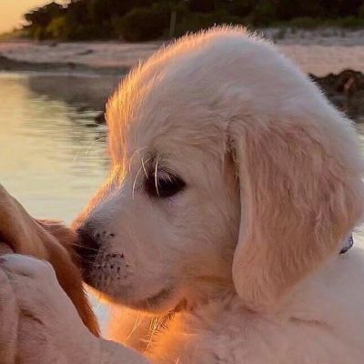 2026最新萌宠情头一对两张