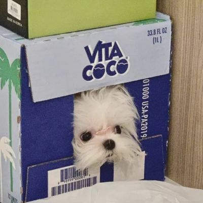 超萌可爱狗狗头像