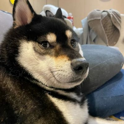 可爱搞怪动物头像