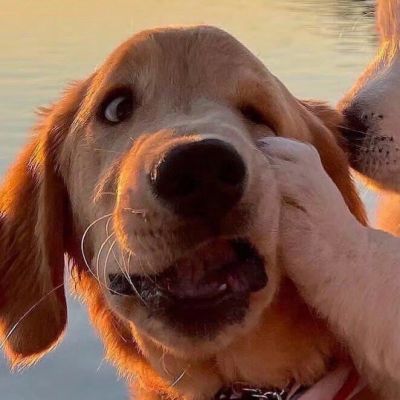 2026最新萌宠情头一对两张