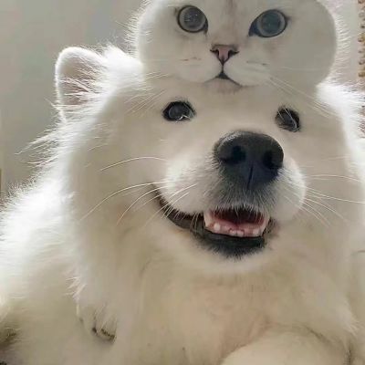 2026最新萌宠情头一对两张