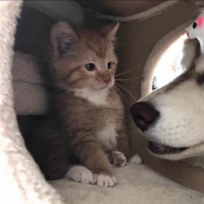 2026最新萌宠情头一对两张