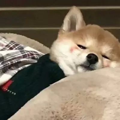 可爱搞怪动物头像