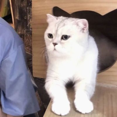 可爱对象不是人系列情头