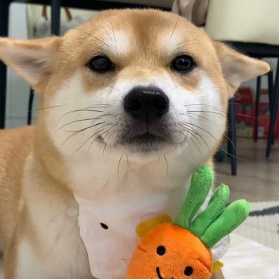 可爱搞怪动物头像