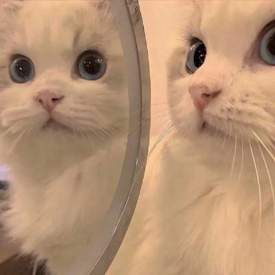 2026最新萌宠情头一对两张