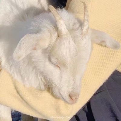 可爱对象不是人系列情头