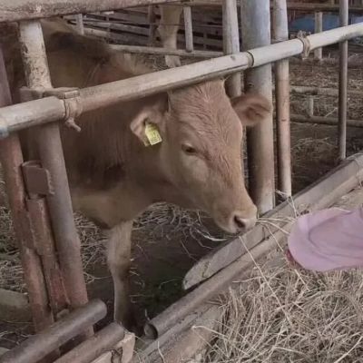 可爱搞怪对象不是人情头